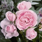 Hans Gonewein Rose (Ханс Геневайн Роуз)